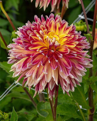 DÁLIA (GEORGÍNA) AKITA 10 kusov